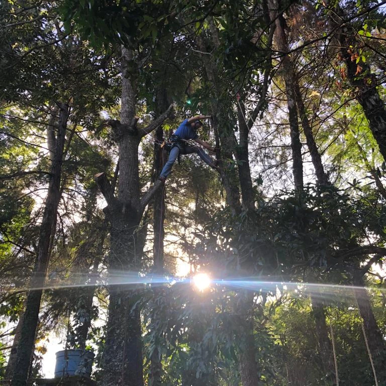 Arborista da Arbolia trabalhando na copa de uma árvore, contra a luz do sol