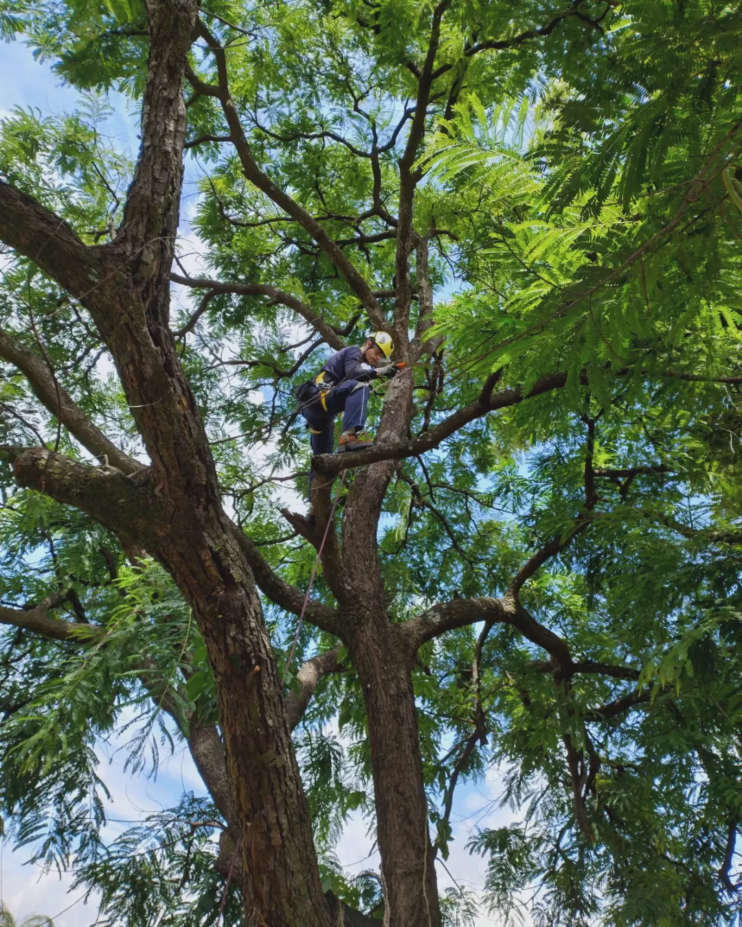 Arborista da Arbolia escalando o tronco de uma árvore com equipamento de segurança