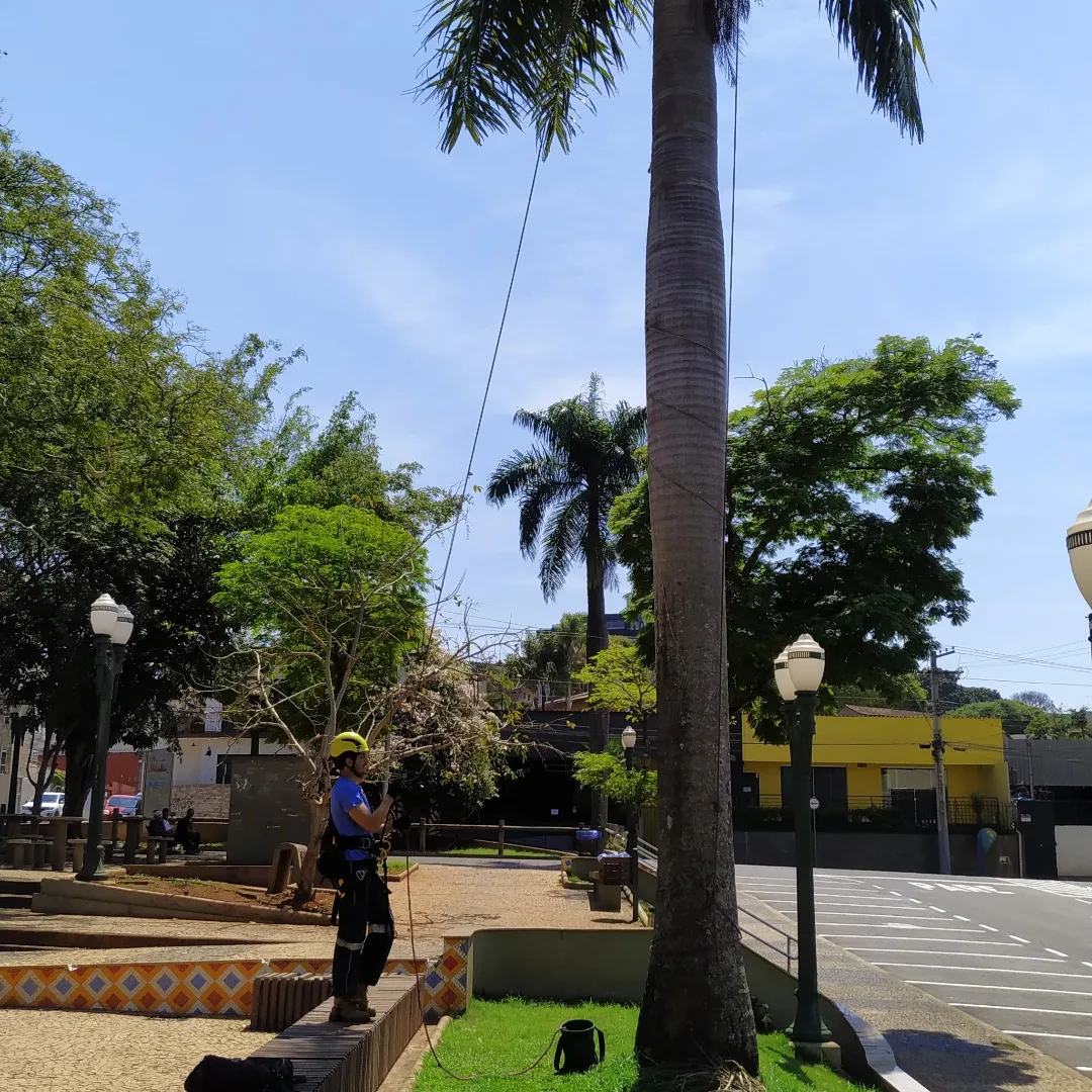 Arborista da Arbolia preparando a poda de uma palmeira em praça pública