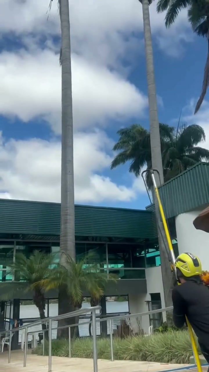 Arborista escalando palmeiras imperiais para manejo