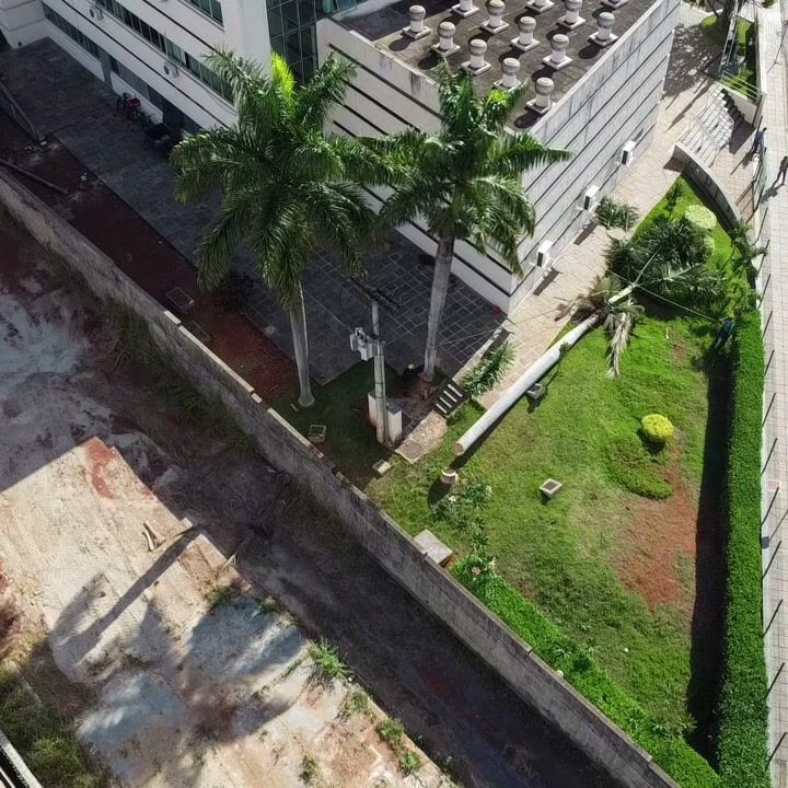 Supressão de palmeira vista de cima, por drone